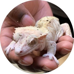 Ecco the Crested Gecko