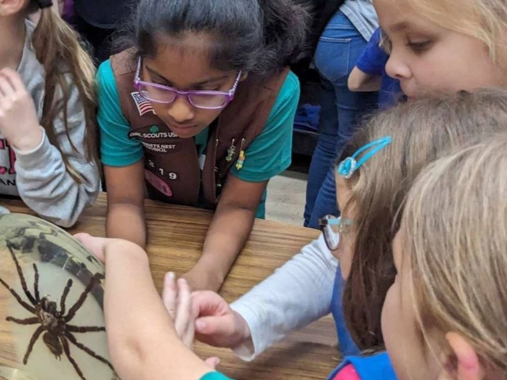 Girl Scouts gather around a spider specimen