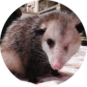 Hazel_the_Virginia_Opossum.jpg