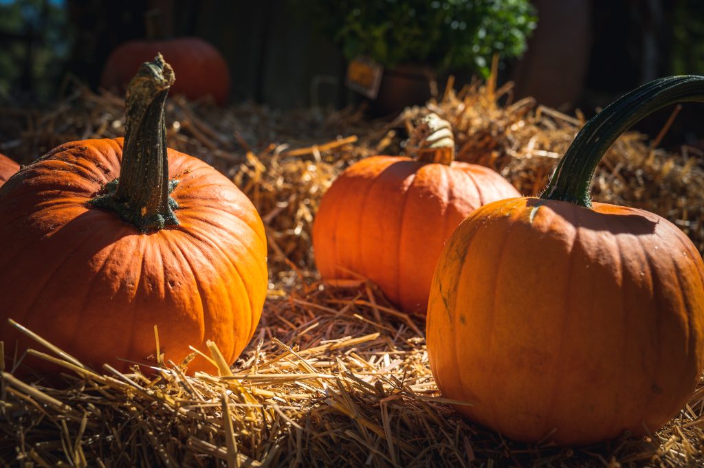 Pumpkin picture