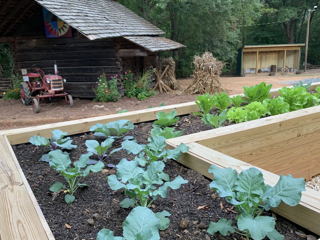 Photograph of plants and crops in The Farm