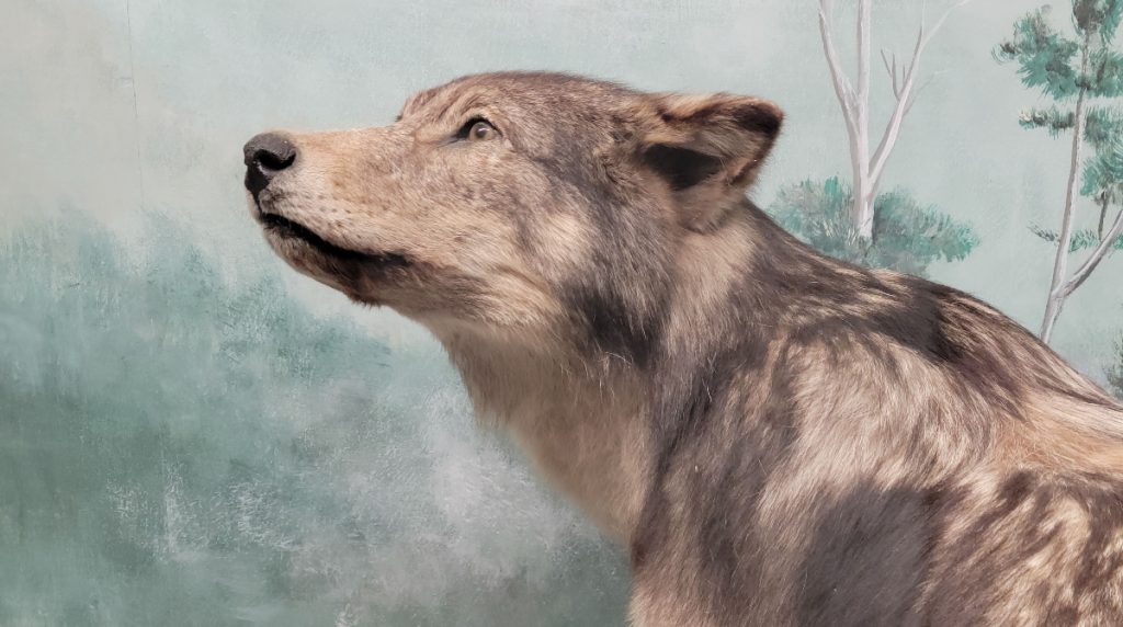 wolf taxidermy