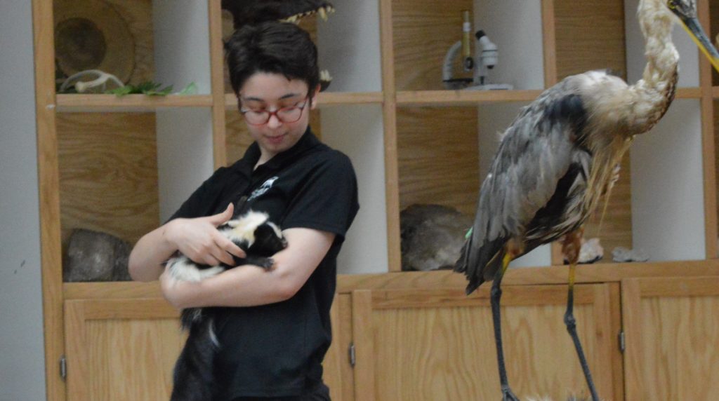 An instructor holding a skunk
