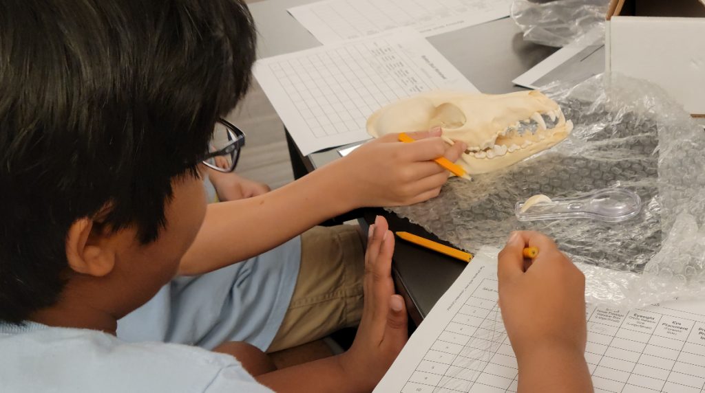 two boys observing the animal skull fossil