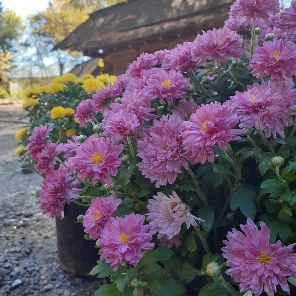 Purple and yellow flowers on The Farm