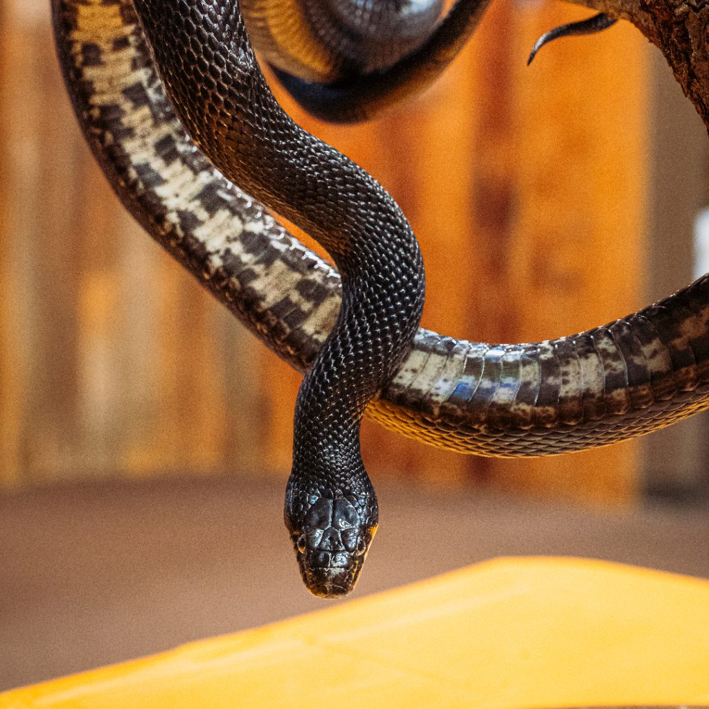 Close up photograph of a black snake