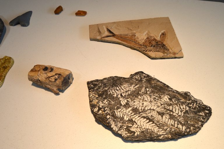 various fossils including one with leaf prints and one with fish imprint