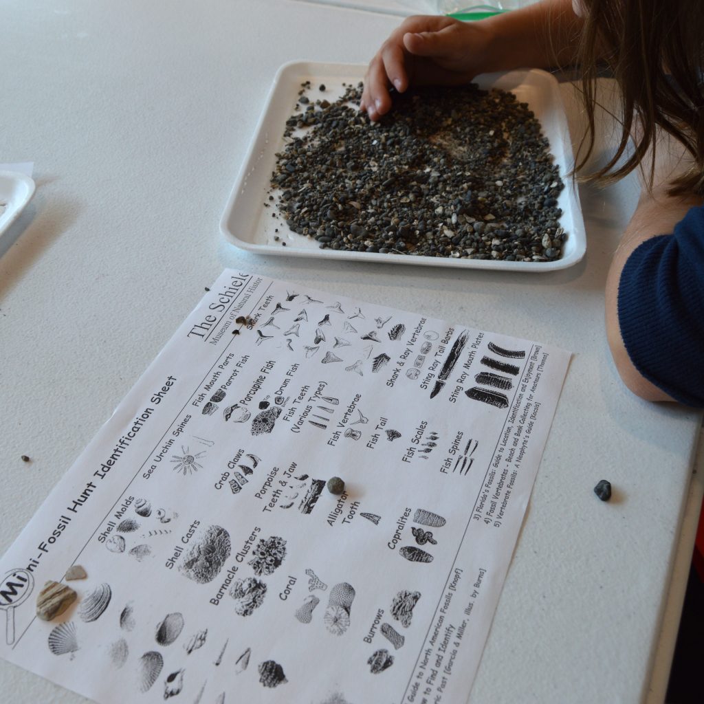 A girl digging in a tray of tiny rocks trying to find fossils