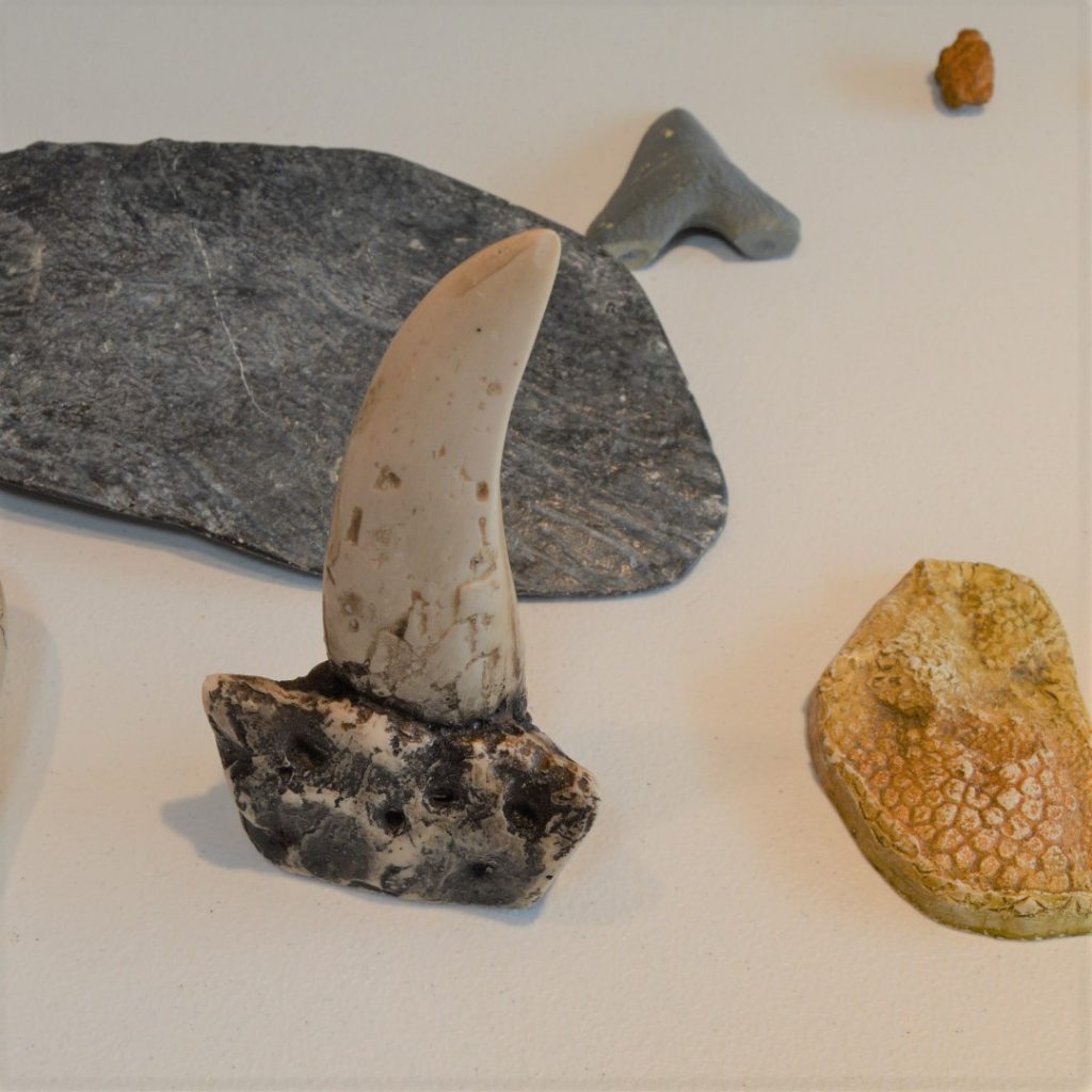 a sharp tooth fossil