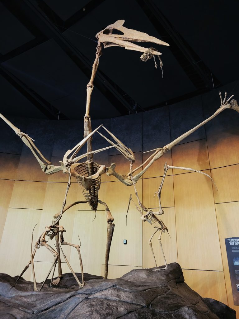 Quetzalcoatlus Fossil Discovery Quetzalcoatlus Fossil Discovery