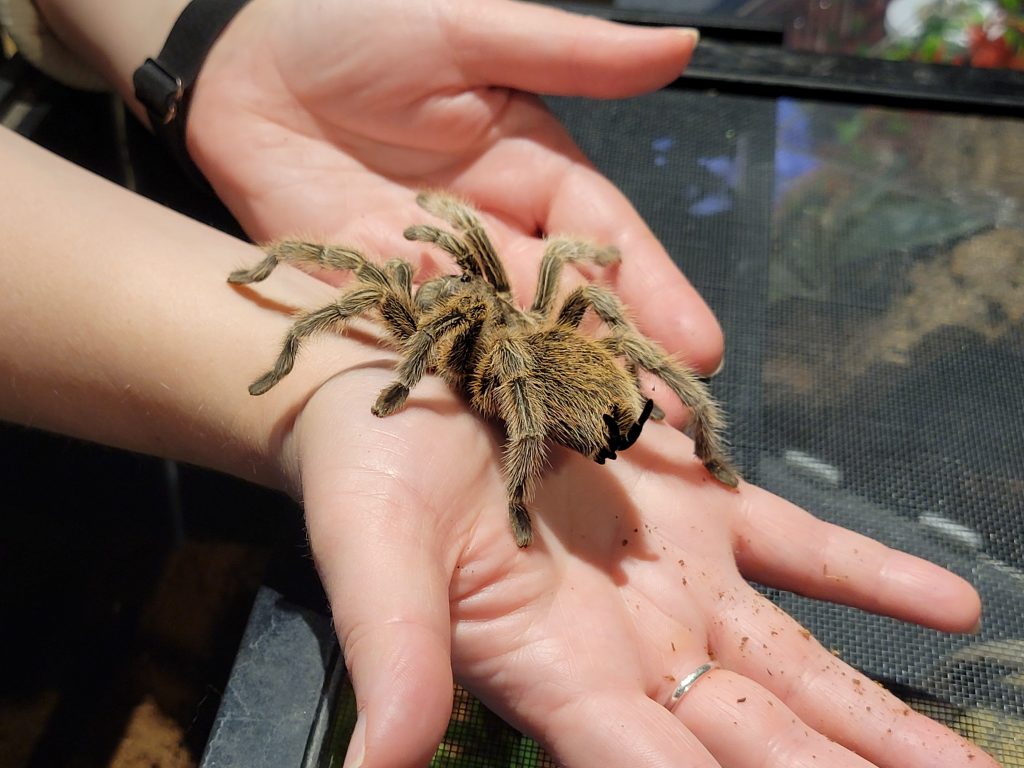 Picture of hands holding a Tarantula