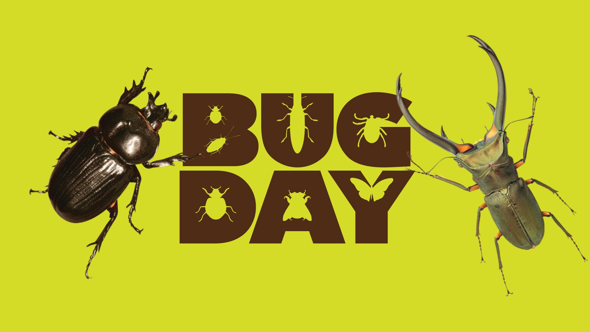 bug day logo