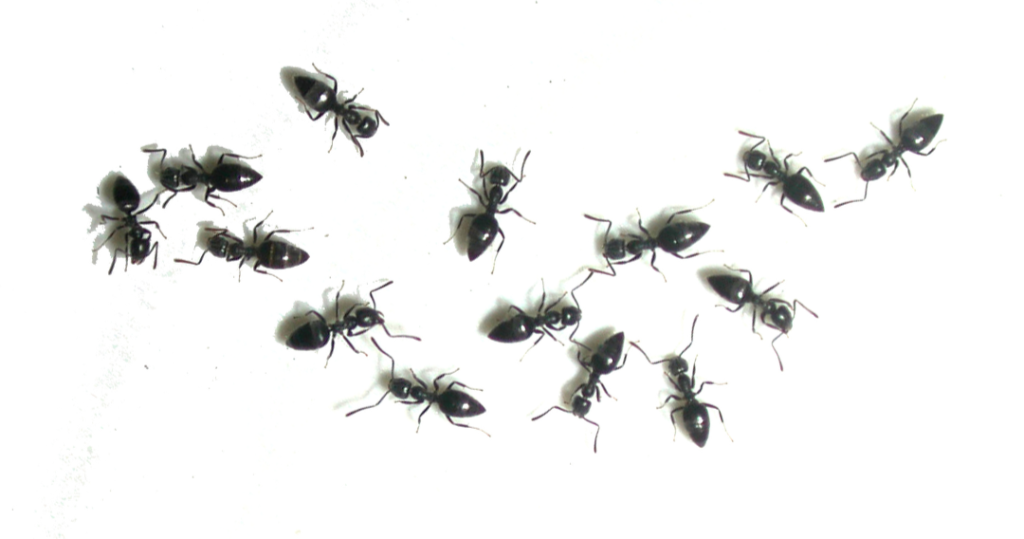 Picture of ants