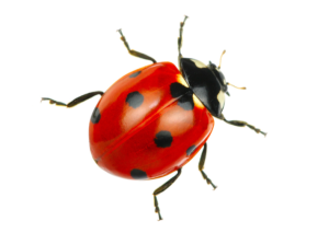 Picture of a ladybug