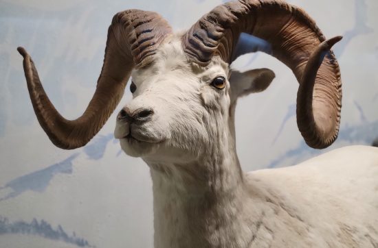 Photograph of the mountain goat taxidermy in the Wild Life Exhibit Hall