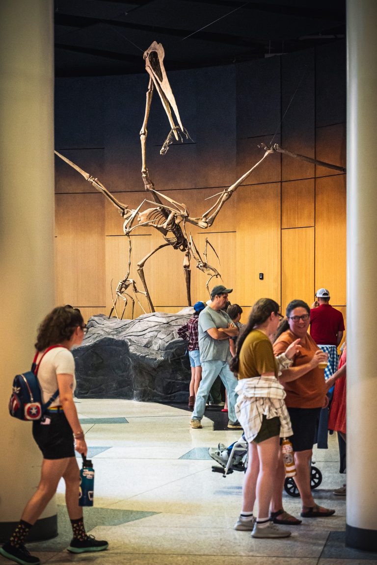 Photograph of the Quetzalcoatlus fossil with baby Quetzalcoatlus fossils framed between two white columns where people are standing and looking to the right.