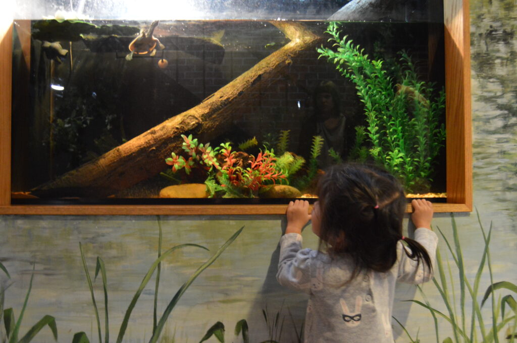A child peers into an aquarium to see a swimming turtle
