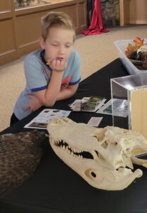 A boy stares at a fossil