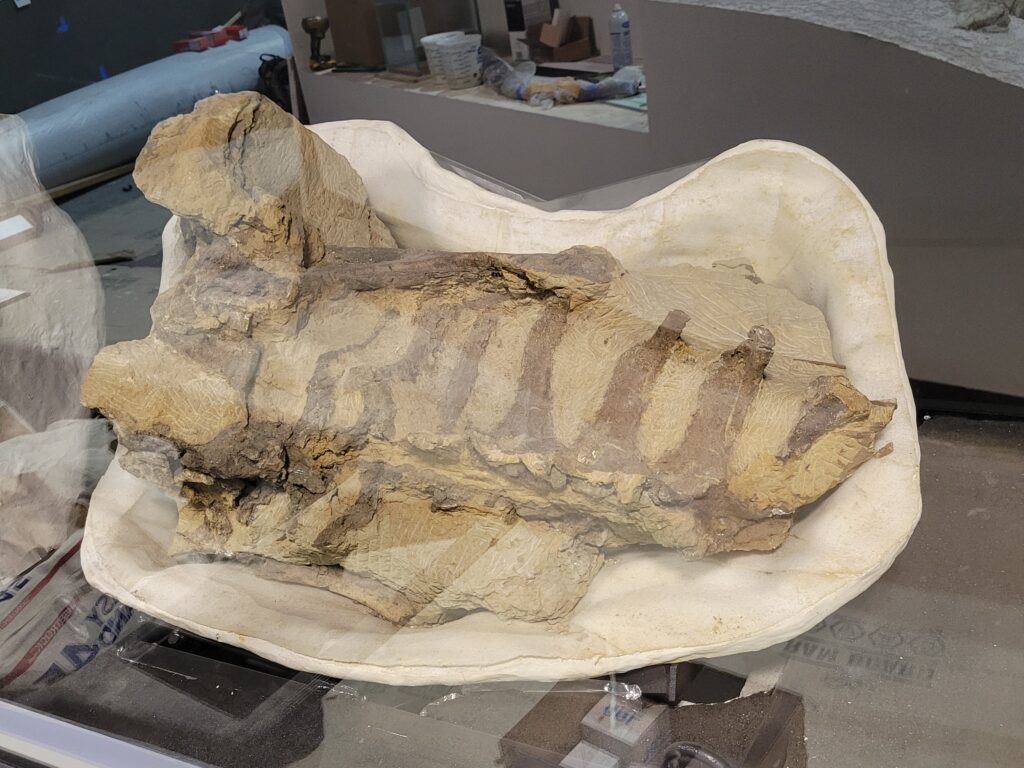 Edmontosaurus fossil
