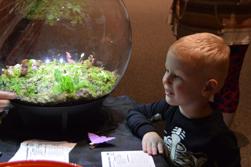 a boy watches carnivorous plants