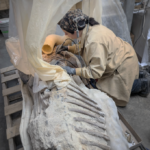 fossils in preparation
