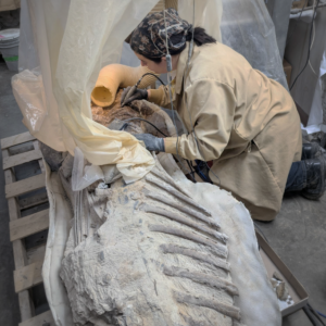 fossils in preparation