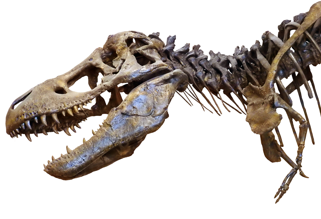 Tyrannosaurus skeleton