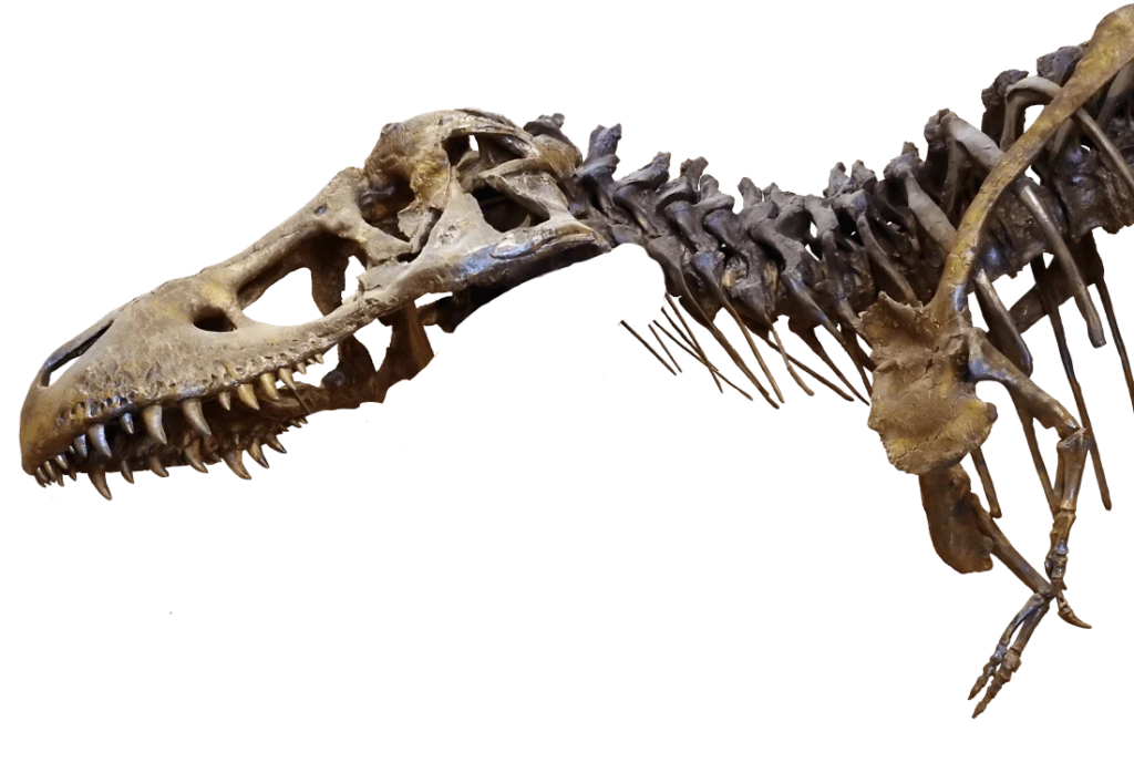 paleo trex skull