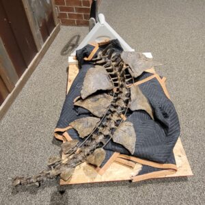 Fossil in Preparation