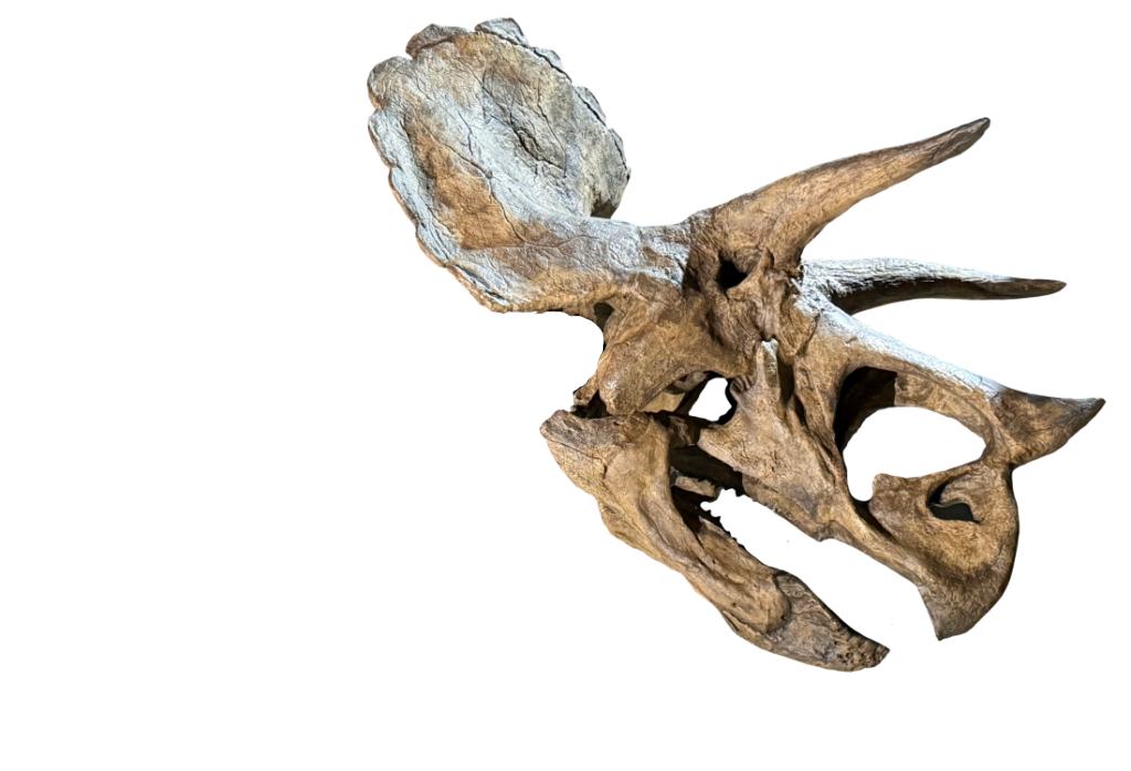 triceratops skull