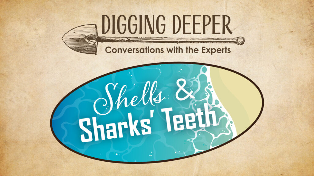 Shells & Sharks' Teeth