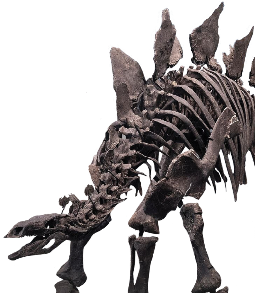Stegosaurus skeleton