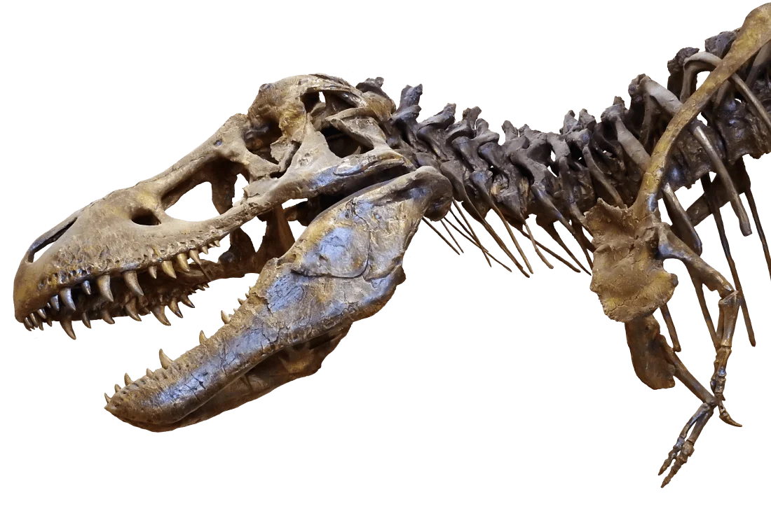 trex fossils