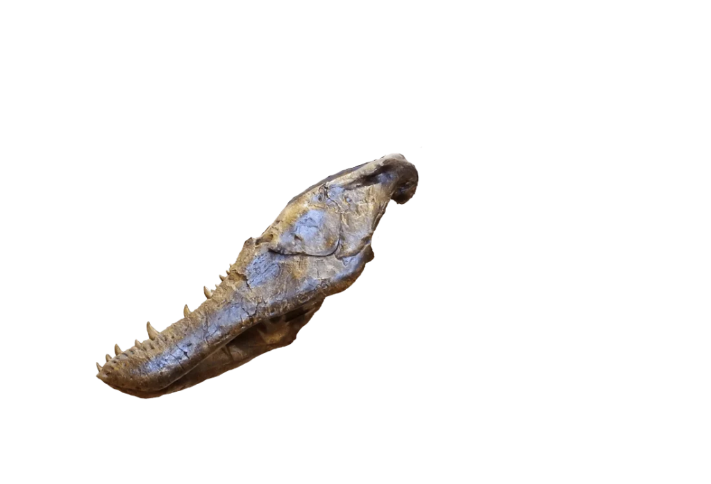 paleo t. rex jaw