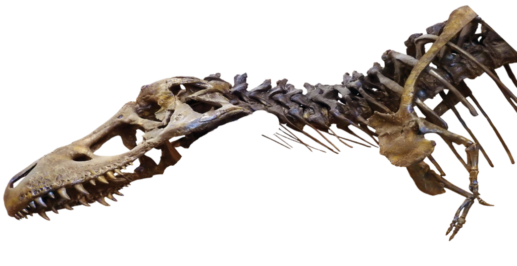 t. rex gala skull