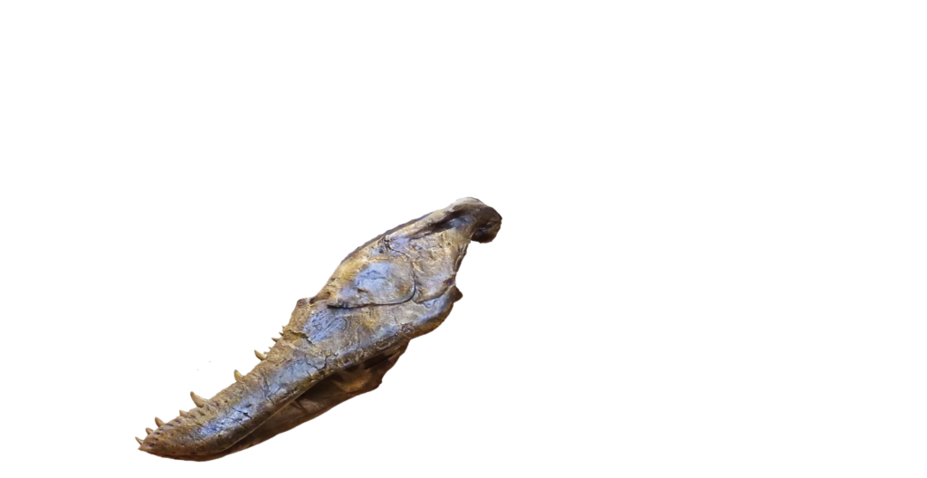 gala t. rex skull