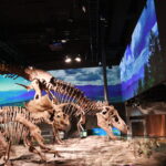t. rex and triceratops display