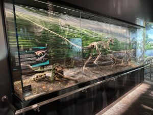 coelophysis