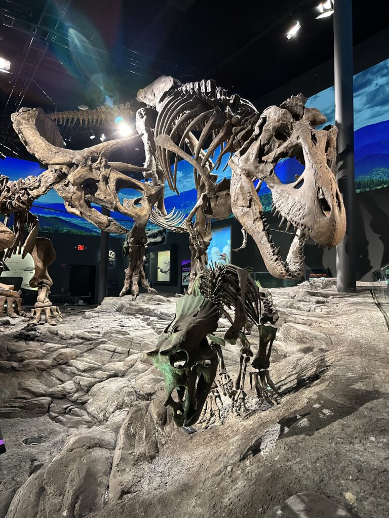 t rex and triceratops