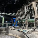 Brontosaurus