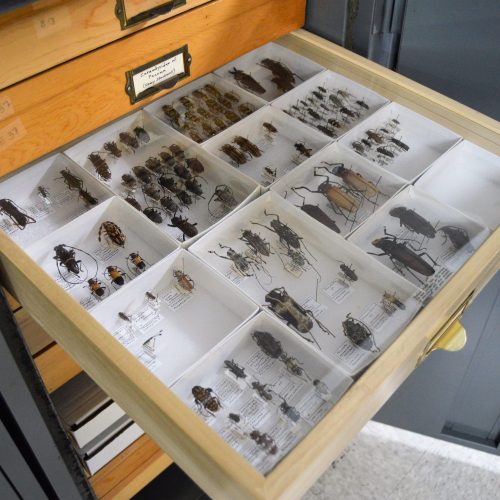 Collection of bugs and beetles