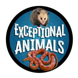 Exceptional Animals Logo