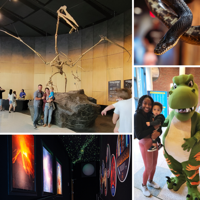 Collage of actvities to do at the museum featuring the Quetzalcoatlus fosill, snake, planetarium, and mascot.
